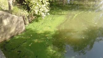 Baignade : vigilance vis à vis du risque cyanobactéries