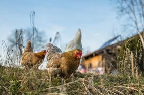 Influenza aviaire hautement pathogène (IAHP) H5N1 en Loir-et-Cher