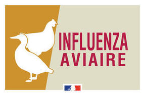 Influenza aviaire - la France passe en niveau de risque « élevé »