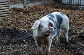 Peste Porcine Africaine : les particuliers doivent déclarer leurs porcs et leurs sangliers 
